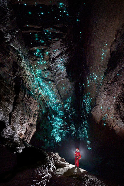 Glowworms (Nouvelle Zelande) Glowworms (Nouvelle Zelande)