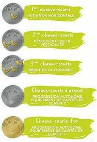 Chauves-souris Chauves-souris